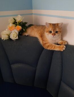 Britisch Kurzhaar Kater für 450. VB. - Verl