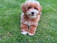 Maltipoo Welpe Rüde - Köln
