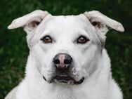 Charly sucht neues Power-Zuhause - Elsdorf (Nordrhein-Westfalen)
