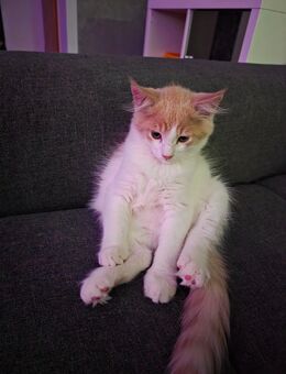 3 Maine coon Jungs - Olbernhau