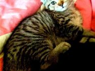 Süße Ariela (American Curl) Kitten - Gladbeck