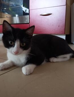 Hallo, mein Name ist Paul - Kempen