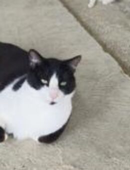 Oreo2; trotzdem mit die Nummer 1! - Geilenkirchen
