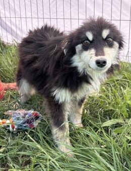 Esther - freundlich und lernwillig - Westerholt