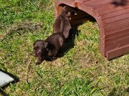 Zuckersüsse reinrassige Labrador Welpen - Oberheldrungen