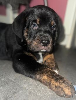 Bordeaux Doggen mix - Remscheid