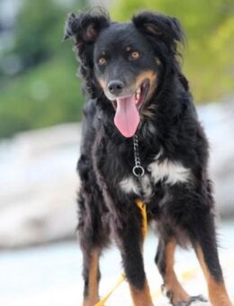 Dina 💗 sanfte und so liebe Hündin! - Hamburg