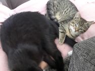 Katzen Babies - Berlin Charlottenburg-Wilmersdorf