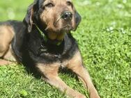 LUCA (*2019) auf PS in76829 Landau - Landau (Pfalz)