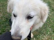 Luna sucht Ihr zu Hause - Leonberg (Baden-Württemberg)