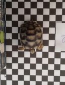 Griechische Landschildkröten von Jahr 2025 in 16866
