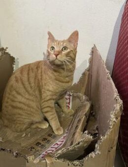 Miracle & Lino aus dem Tierschutz - Grevenbroich