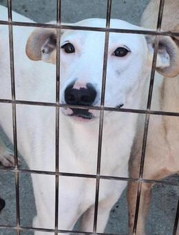 Asterix konnte der Perrera entkommen - Laatzen