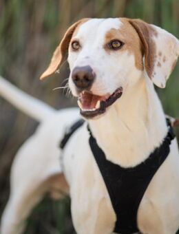 Kenny 💗 aktiver, aufgeschlossener Rüde! - Hamburg