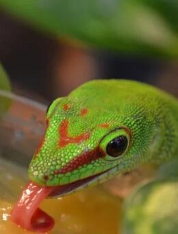 Großer Madagaskar Taggecko: Jungtiere 0.0.5 DNZ 06-09 25 High Red - Krefeld