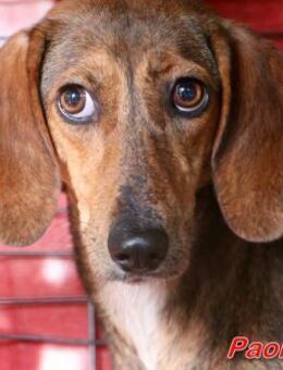 PAOLETTA Opfer der Verantwortungslosen - Regensburg