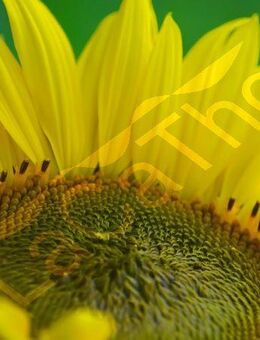 Kleine Gelbe Sonnenblume Sunspot Sonnenblumensamen Sonnenblume kleine gelbe Blüten Bienenfreund unverzweigt Schnittblume Samen heimisch Blumensamen Muttertag Geschenk Saatgut Satgut Garten Blumensaat Bienenfreundlich Saat flower sun flower Blumenwiese - Pfedelbach