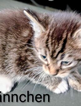 Süßer kater abzugeben - Oberhausen