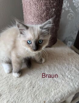 Ragdoll Kitten 4 Kater - Wahlstedt