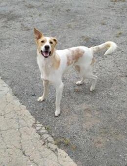 Dunkan - sucht aktive Menschen - Bad Camberg