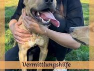 Menschenbezogener LEO sucht Zuhause ❤️ - Saarbrücken