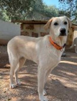 Lobo sucht sein Zuhause - Fronreute