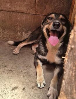 Franky sucht seine Familie - Rambin