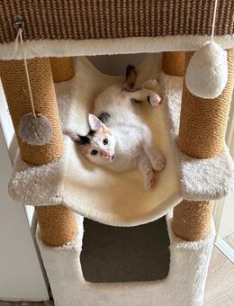 Kitten - Büren