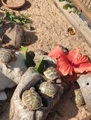 !! Aktuell 2025 !! Baby Schildkröten - griechische Landschildkröten mit Cites Papieren in 92637