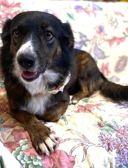 Couch gesucht für BAYON - Sandhausen