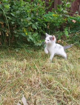 Kleine Kätzchen (Hauskatze/Norwegische Waldkatze) abzugeben - Lengefeld
