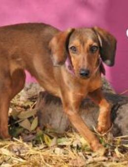 Vorhang auf für Jula❤️ - Essingen (Rheinland-Pfalz)