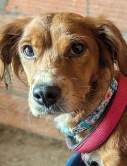 SISSI sucht ein liebevolles Zuhause - Sehnde