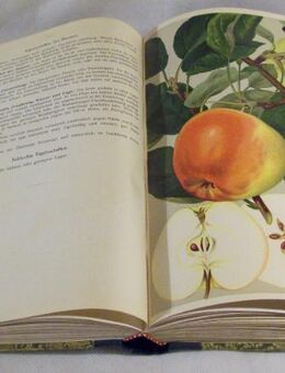 Deutschlands Obstsorten - antiquarisches Buch von 1938 - Wangen (Allgäu)