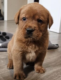 zuckersüße darkfoxred/Foxred Welpen suchen ihr Zuhause - Bobitz