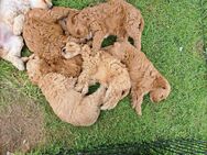 Cockapoo Welpen - Liebenburg