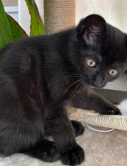 Nur noch ein süßes Kätzchen BKH Mix mit Hauskatze sucht ein neues Zuhause. - Düsseldorf
