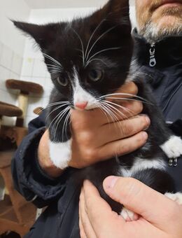 Kitten Katzenkinder suchen ein Zuhause - Chorin