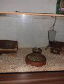 Verkaufe Nagerium in 18106