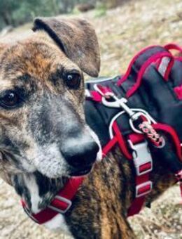 Terra - herzliche Seniorin sucht Familie - Velbert