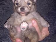 Zuckersüße Pomeranian Zwergspitz Welpen Rüde und Hündin - Legden