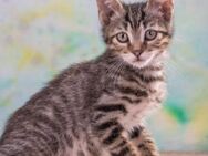 Cremoso, ein anhaengliches Katzenkind - Brunstorf