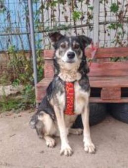 Schmusebär Ari sucht sein Zuhause - München