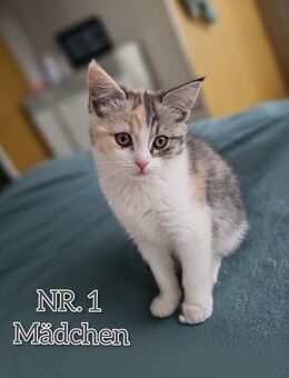 Katzenbabys suchen ihr zuhause für immer - Berlin
