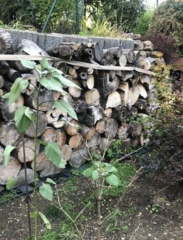 Brennholz getrocknet oder frisch geschnitten - Jena