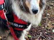 Cassy zauberhaften kleine Sheltie Dame T - Ludwigshafen (Rhein)