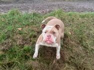 Old English Bulldog Hündin – Liebenswerte Begleiterin sucht neues Zuhause - Auerbach (Oberpfalz)