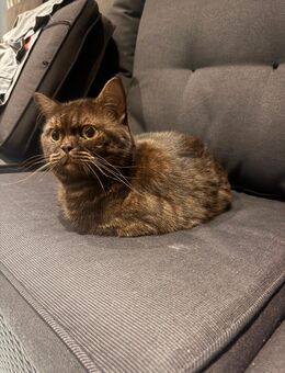 Britische kurzhaarkatze - Köln