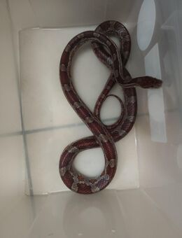 7 Kornnattern abzugeben - Bebra