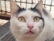 BOUNTY-1 jährige,zarte,zutrauliche Katze - Rösrath